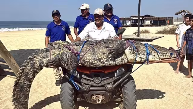 El cocodrilo de río es una especie nativa de la costa oaxaqueña