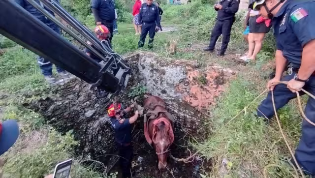 El caballo salió del hoyo al ser amarrado con lazos especiales para soportar su peso