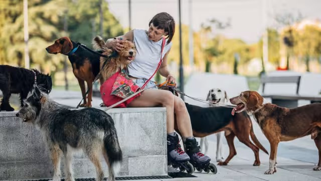 ¿Qué es el síndrome del Arca de Noé y cuál es su relación con el rescate de animales?