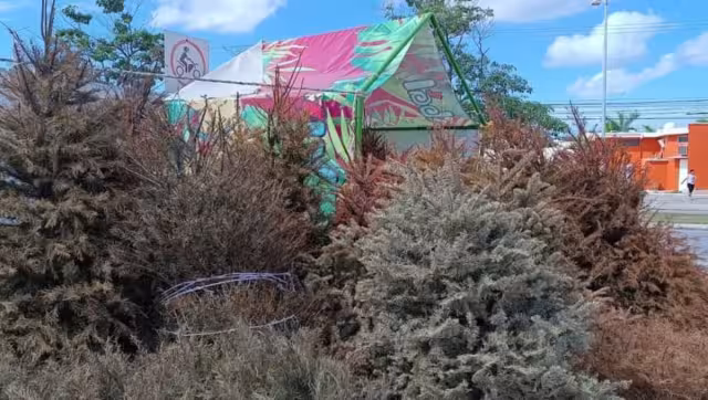 La campaña de recolección se realizó del 12 de enero al 28 de enero