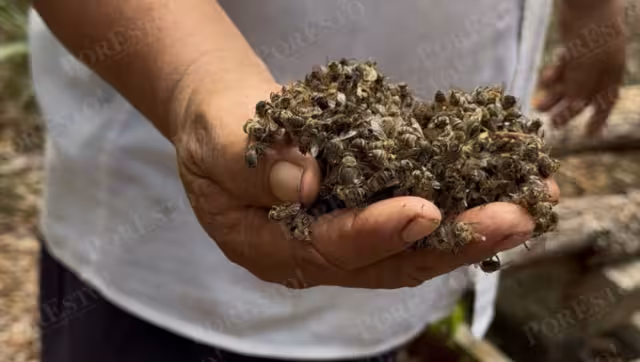 El uso de plaguicidas habría causado la muerte de miles de abejas en Nohalal