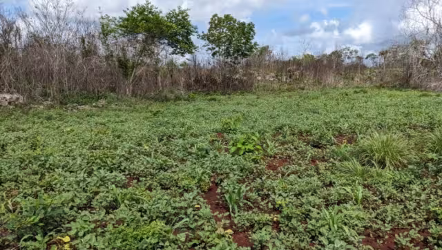 Agricultores de Sabán intentarán trabajar con semilla mejorada