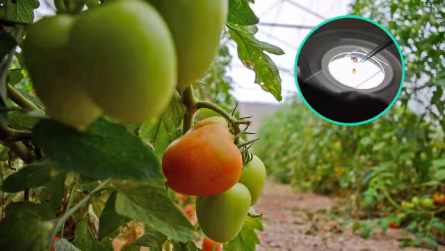 Podría aplicarse una cuarentena sobre los vegetales y hortalizas