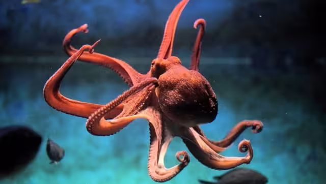 Los pulpos son una de las especies marinas que ha podido sobrevivir por más tiempo sobre la Tierra.