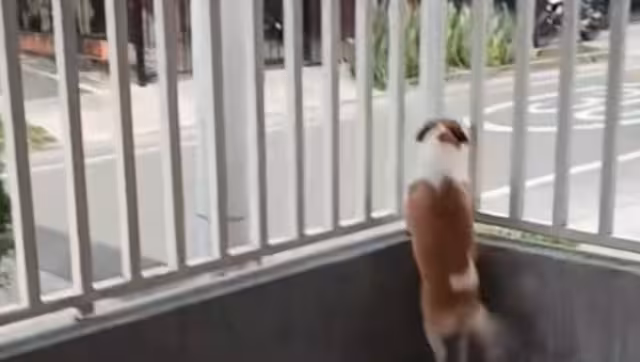 Perrita conquista las redes sociales por esperar su coco a diario