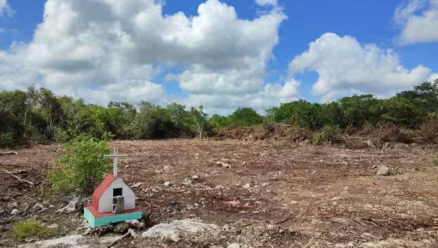 En Mérida, casi un millón de árboles están en mal estado