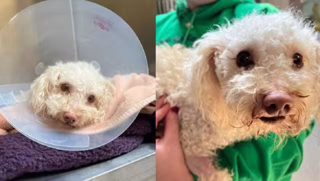 El peludito se encuentra bajo atención médica. Foto: Especial