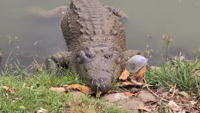 Cocodrilos, aliados de los manglares y humedales de la Península de Yucatán