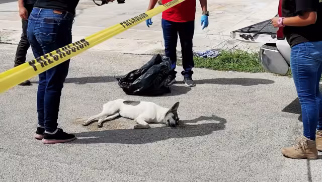 Tres gatos y dos perros fueron envenenados este viernes