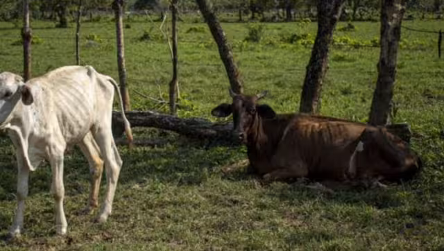 Quintana Roo carece de sistemas de riego modernos y eficientes, como en otras regiones del país, lo que deja a los productores vulnerables ante el clima