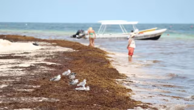 Quintana Roo ya se aprecia una presencia importante de esta alga, aunque el cúmulo de mayor tamaño se encuentra en el océano Atlántico.