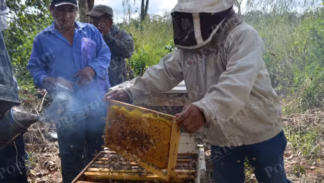 La cosecha de miel en Los Chenes se retrasaría al menos dos semanas más.