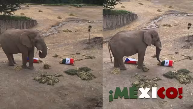 Elefantes predicen al ganador del partido entre México vs Chequia: VIDEO