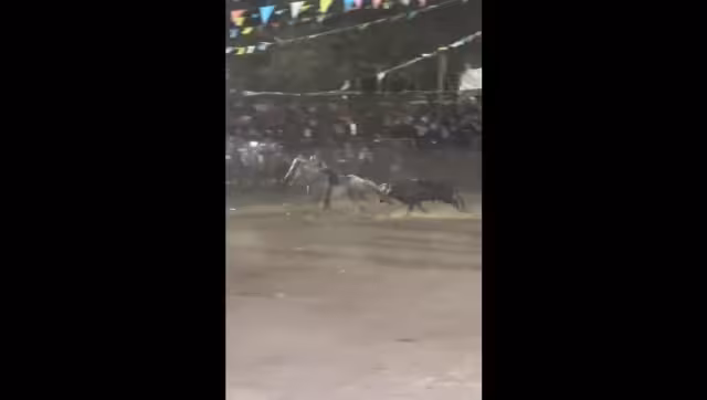 Toro persigue a vaquero durante la fiesta tradicional de San Isidro labrador