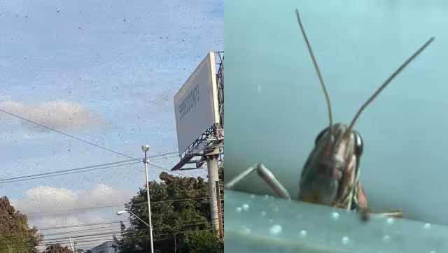 Las langostas han cubierto la zona Norte de Mérida