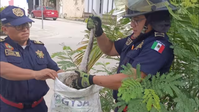 La serpiente fue atrapada para ser liberada lejos de la zona habitacional