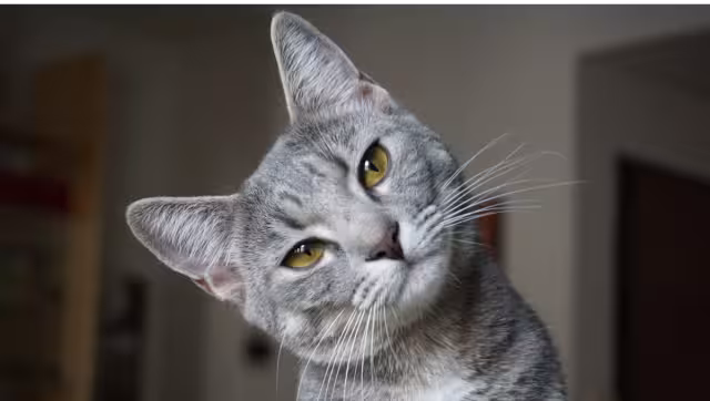 Este caso ocurrió en 2020, pero este día se dio a conocer el resultado de la investigación. Foto: Especial