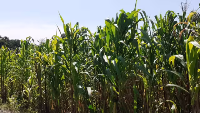 Las hojas marchitas y amarillentas indican que la cosecha no será buena