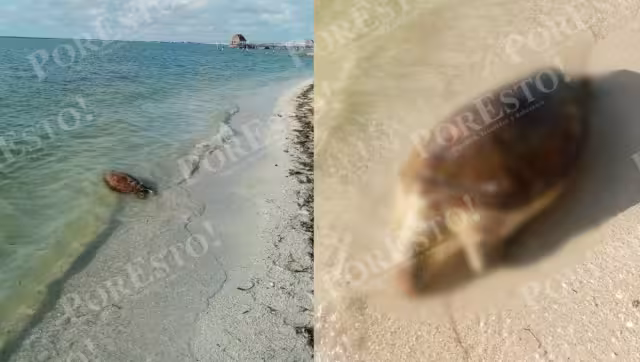 Fauna marina en riesgo: hallan otra especie muerta en la costa de Isla Aguada