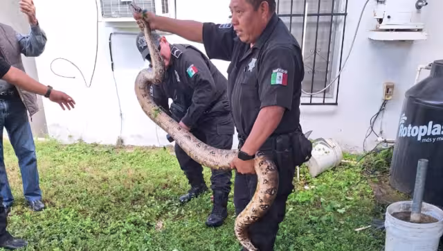 Posteriormente, la resguardaron en un recipiente especial para luego trasladarla a la veterinaria LAGO