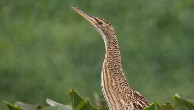 El avetoro neotropical asume una postura "congelada" cuando se siente amenazado