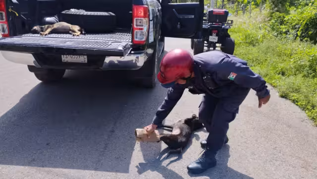 De los perros envenenados pudieron salvar a dos