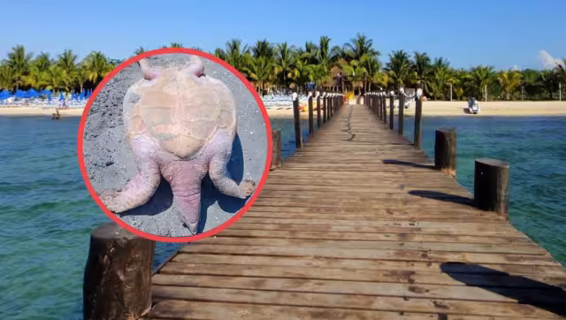 La tortuga pudo haberse trabado en una red de pesca