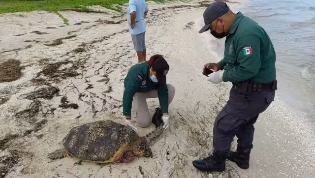 La tortuga presentaba graves heridas tras ser atacada por varios perros callejeros