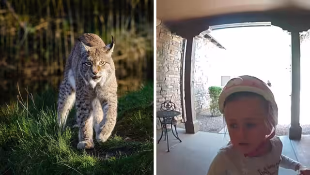 La niña pidió ayuda a través del timbre de la casa de su vecina