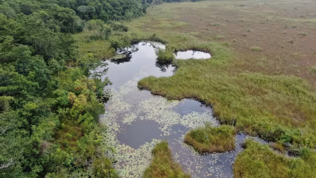 Las nuevas áreas de eeservas combaten deforestación
