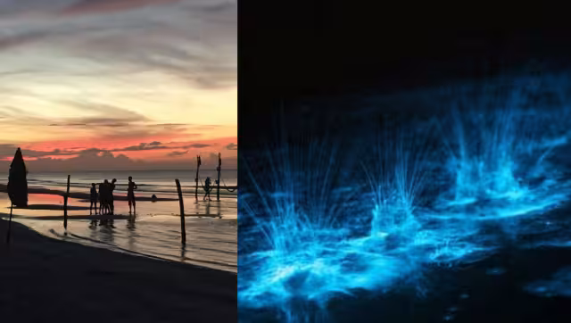 Ofrecen los recorridos para apreciar este fenómeno natural en poco más de mil pesos por persona, quienes pueden recorrer las playas en kayak.