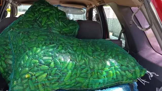 La pareja había abordado dos costales con chiles jalapeños a su camioneta