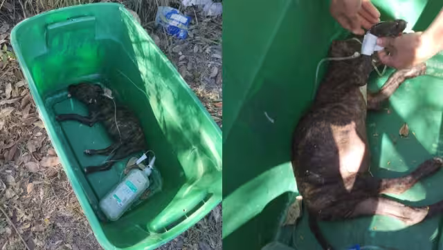 La perrita medicada murió antes de ser rescatada