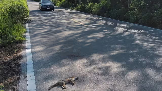 Los parcelarios comentaron que tanto en temporada de seca como de lluvia, la fauna suele moverse por los montes