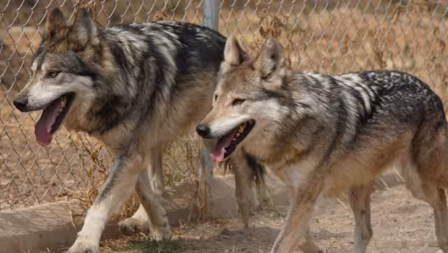 Las autoridades esperan que durante la actual temporada reproductiva sea posible registrar una nueva camada