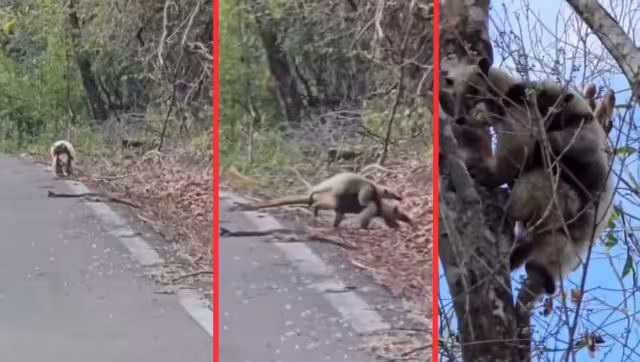 Inusual y tierno: captan tamandúa con su cría cruzando carretera en Calakmul
