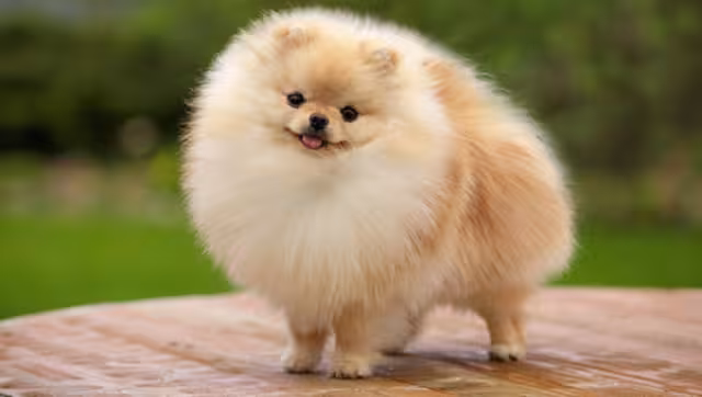 El perro fue encontrado con buen estado de salud