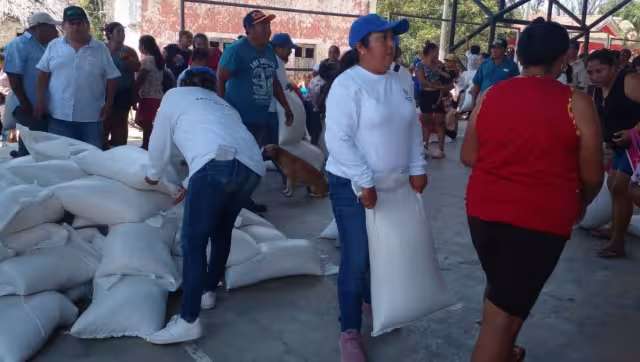 Así lucirían las semillas entregadas en las actividades de campaña de Renán Barrera