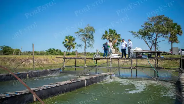 Acuacultores de Campeche enfrentan retrasos y falta de apoyo institucional