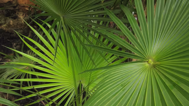 Mediante redes sociales destacaron la importancia de diferenciar entre especies de palmas