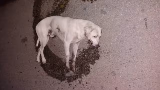 “Son muchos casos, es alarmante lo que está pasando con las mascotas”, lamentó