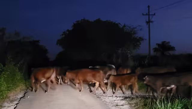 Algunos conductores reportaron a los agentes locales que cerca de 100 reses se encontraban tapando la carretera