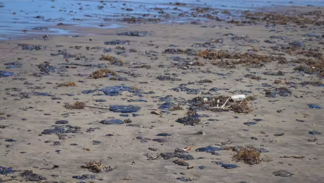 Organizaciones como Greenpeace han advertido que el derrame podría tener efectos severos en los ecosistemas marinos