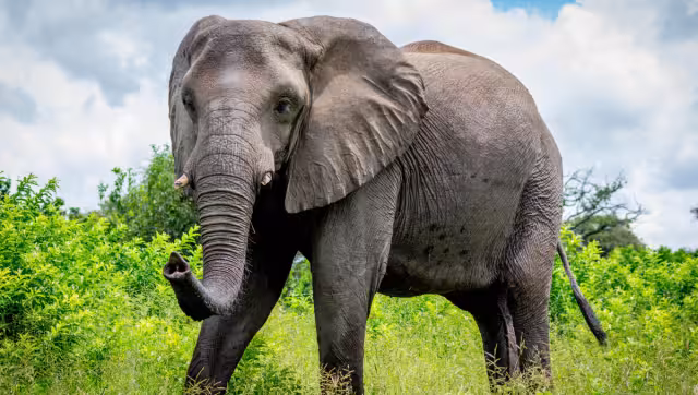 El elefante estaba prófugo desde 2017