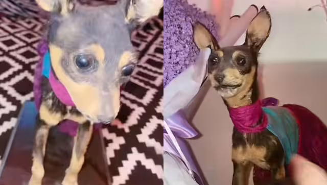 El caso generó todo tipo de opiniones entre los internautas