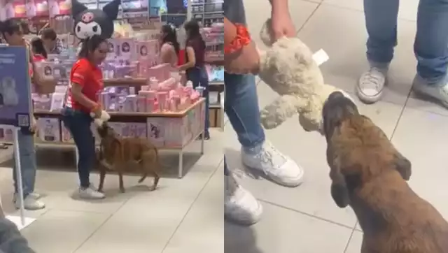 El perrito logró obtener su regalo navideño