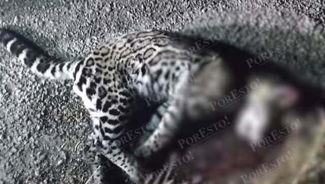 Ocelote arrollado en carretera federal antigua: piden medidas preventivas