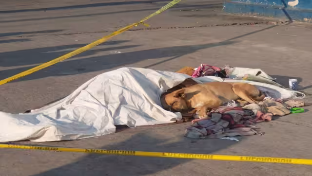 La mascota se acostó al lado del cuerpo mientras llegaban las autoridades