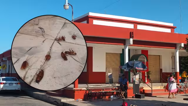 Las cucarachas muertas quedaron en el suelo del mercado de Motul