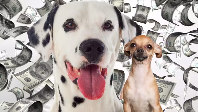 Un millonario perro busca nana. Foto: Especial